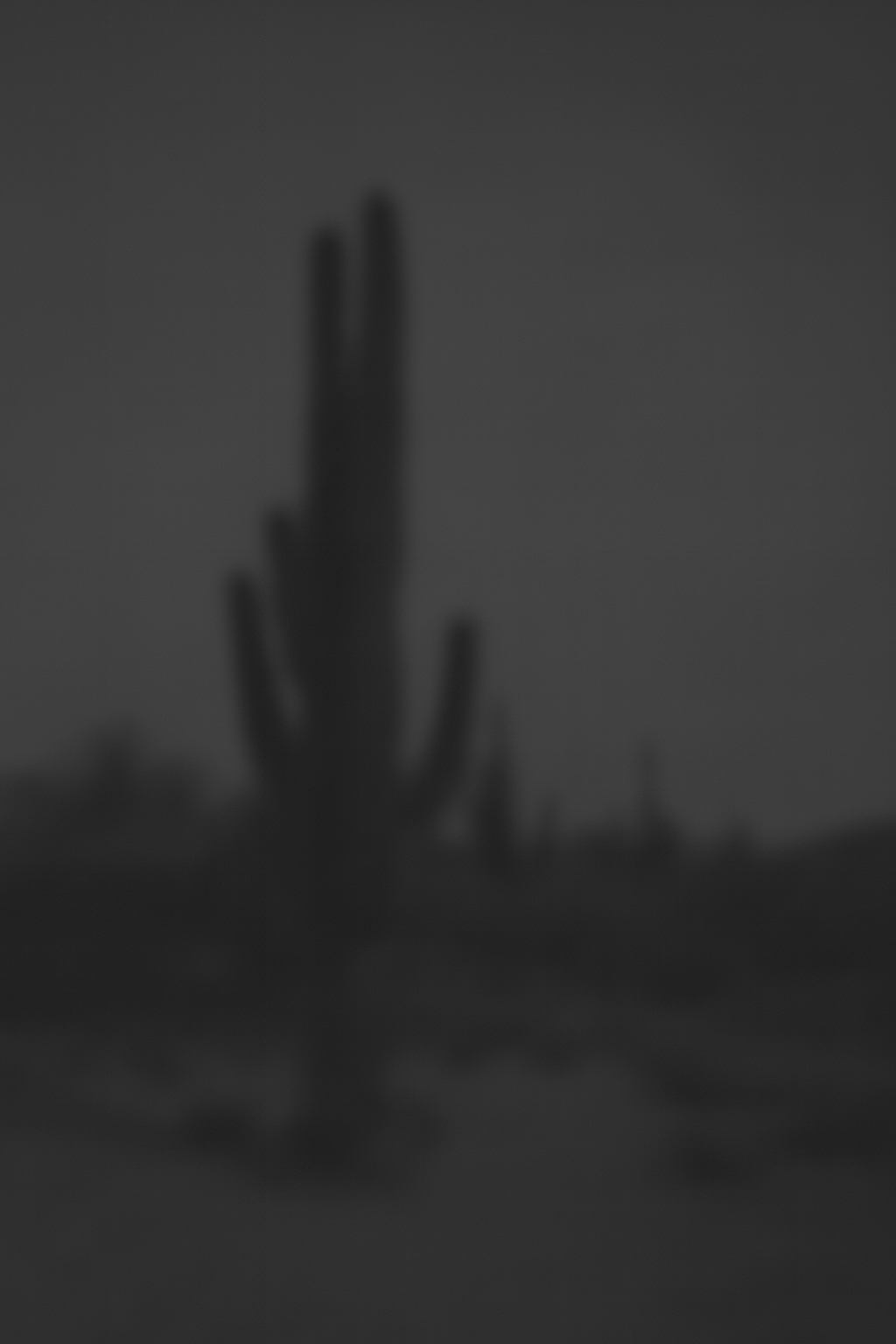 Cactus Collection
