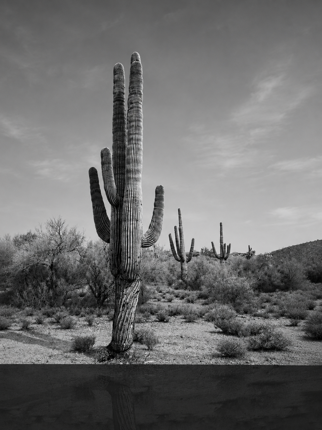 Cactus Collection